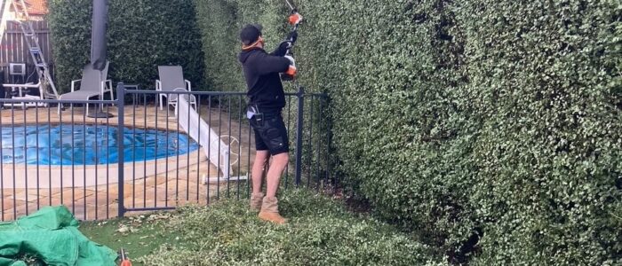 Man pruning hedge before photo