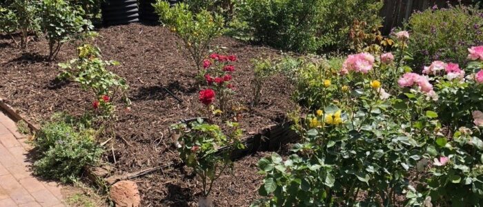Rose garden after cleanup