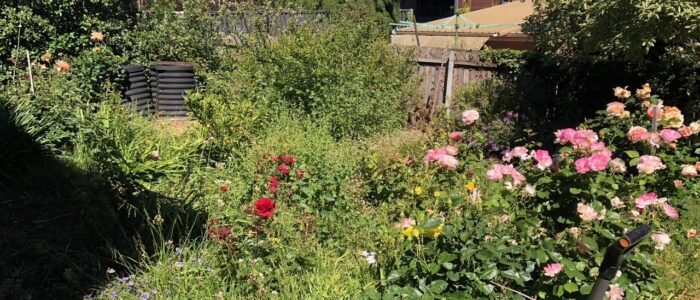 Rose Garden Before
